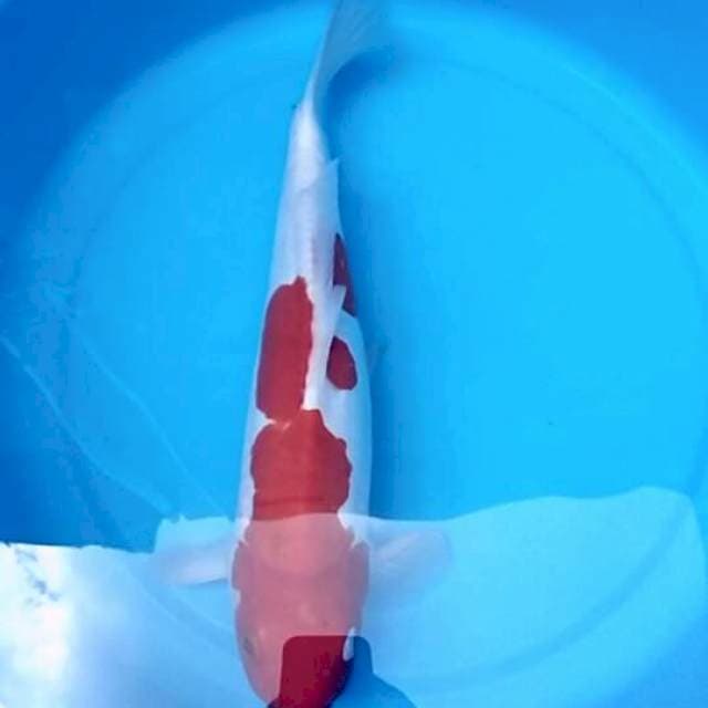 Kohaku