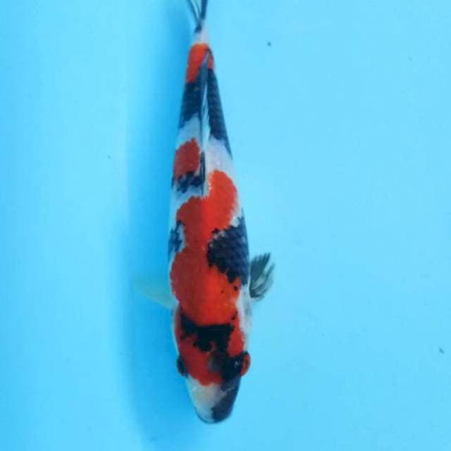 Simbol angka 7 showa sansoku 23cm