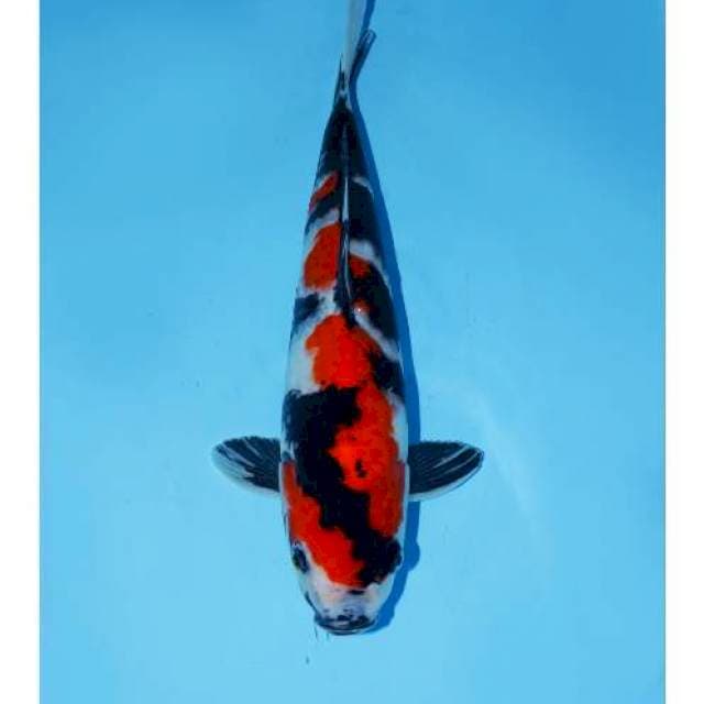 Showa sanshoku quality 35cm M
