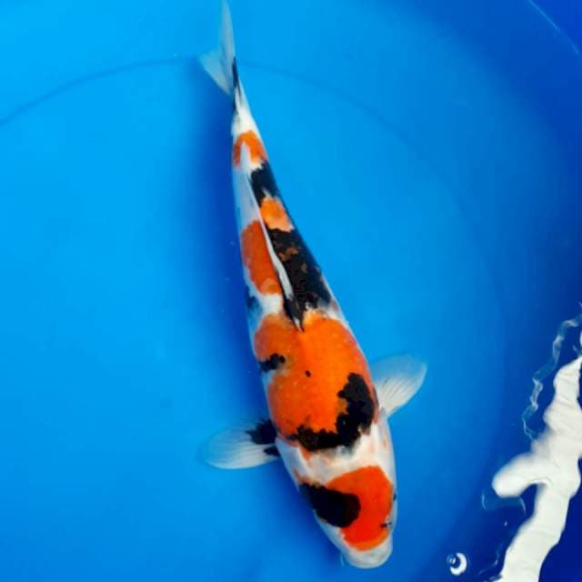 Showa Sanshoku
