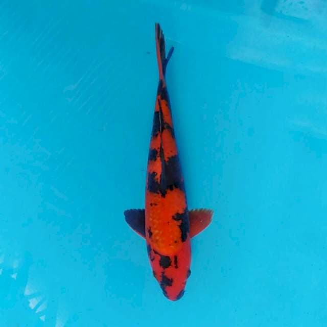 Hi Utsuri