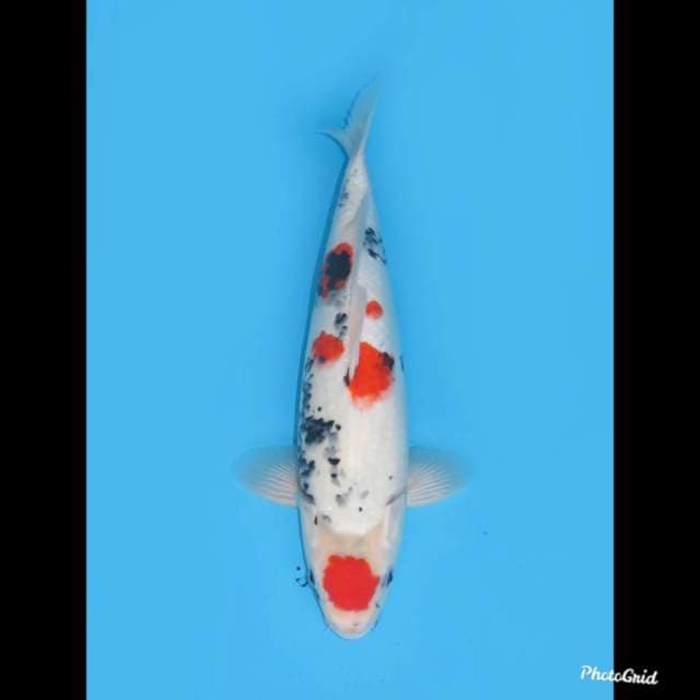 Super Kindai , 39cm