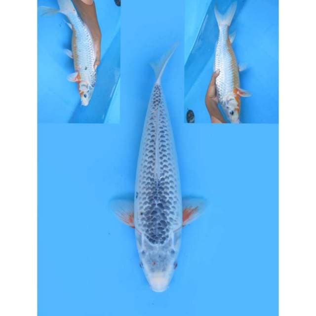 Asagi Jumbo - 40cm