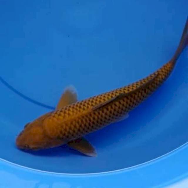Cagoi tembaga