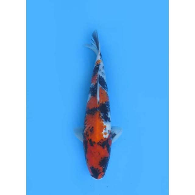 Showa Jumbo - 40 Male