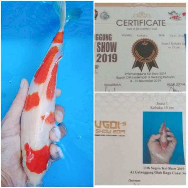 SQ kohaku 26cm male, serti (2x) juara 1