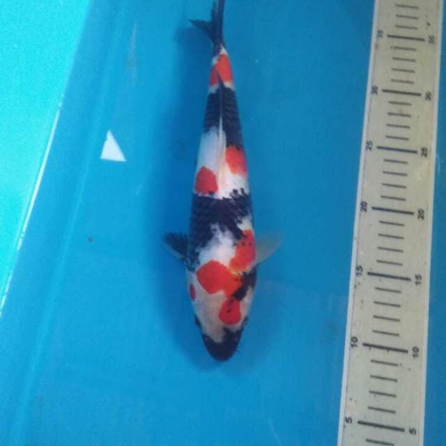 Showa 35 cm