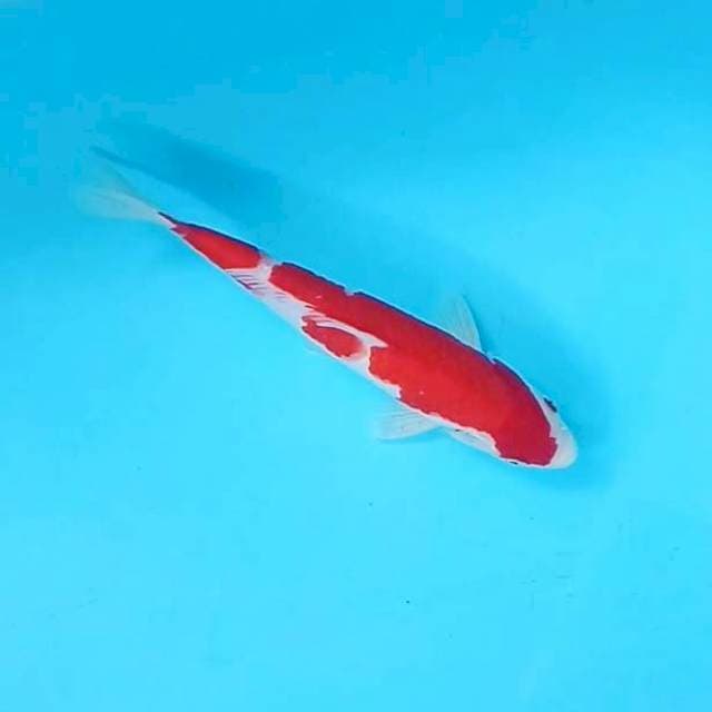 Kohaku # 27cm