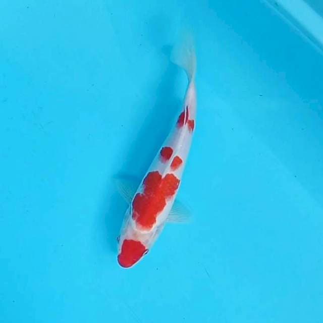 Kohaku # 26cm
