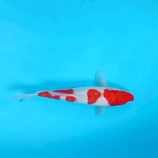 Kohaku # 30cm
