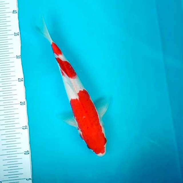 Kohaku # 32cm