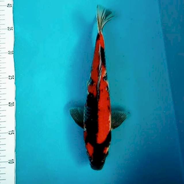 Hi Showa, Male # 30cm