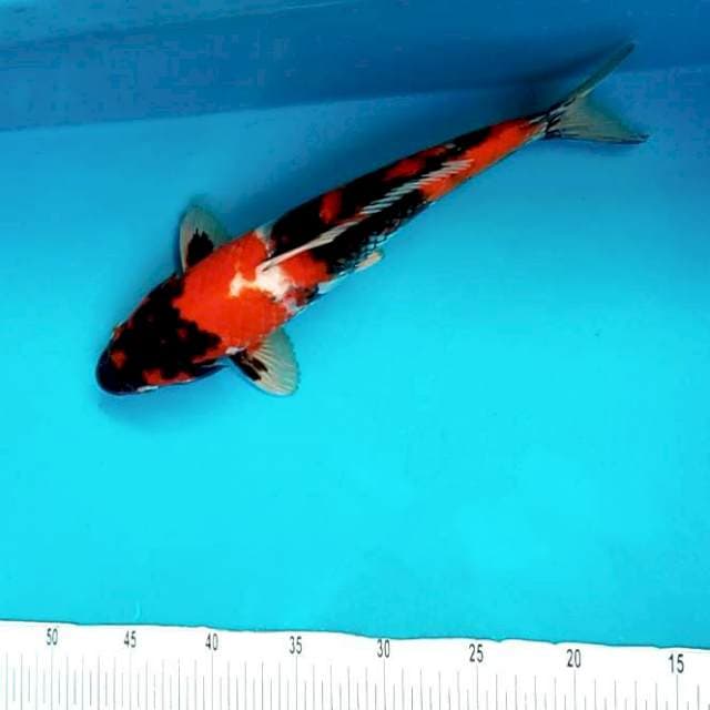 Showa # 35cm