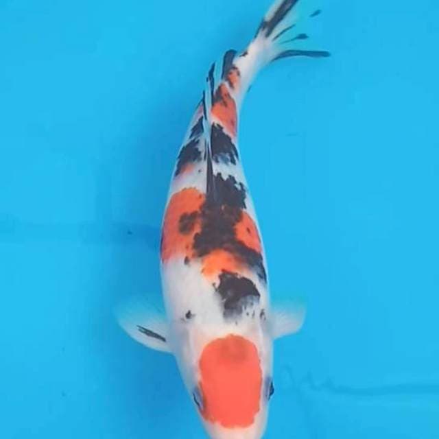 Sanke maruten original 25cm