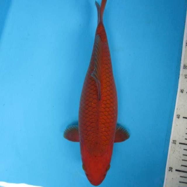 Torpedo35cm