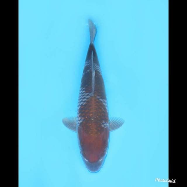 F1 Original Ochiba Shigure , 34cm