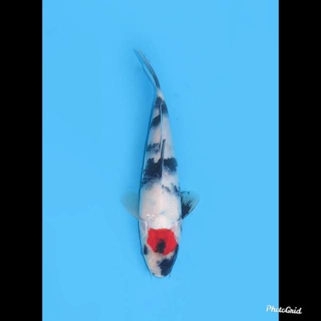 No Bocor - Red Tancho , 20cm