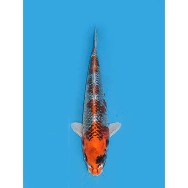 Kujaku - 35cm Male