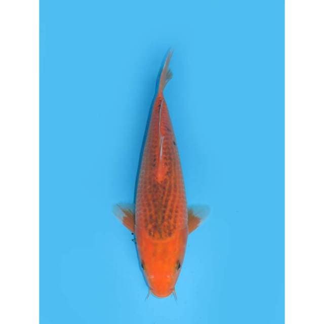 Aka Matsuba - 28cm Male
