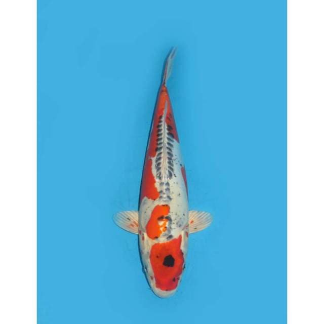 Red Kiko - 39cm Female