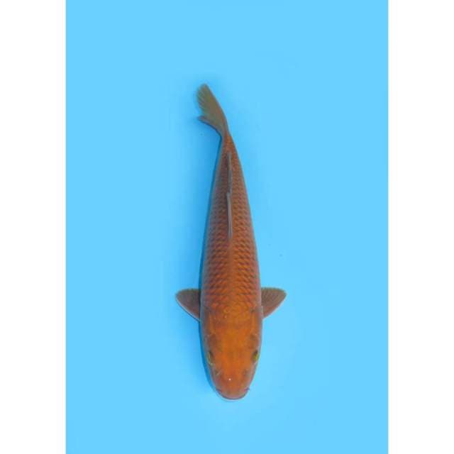 Chagoi tembaga - 32cm