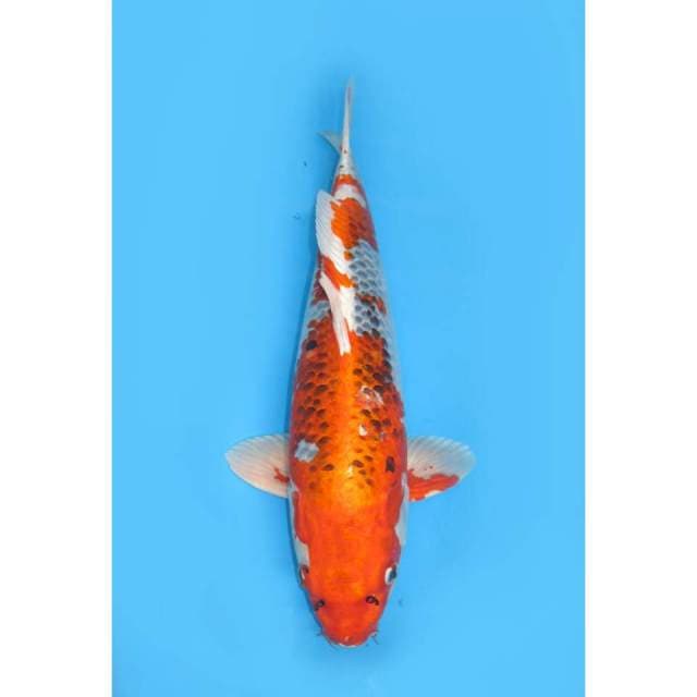 Jumbo Kujaku - 55up Male