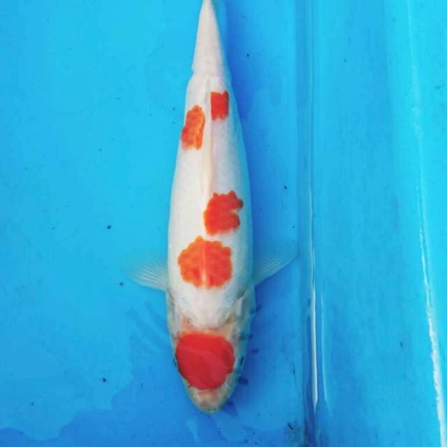 MARUTEN KOHAKU 28CM