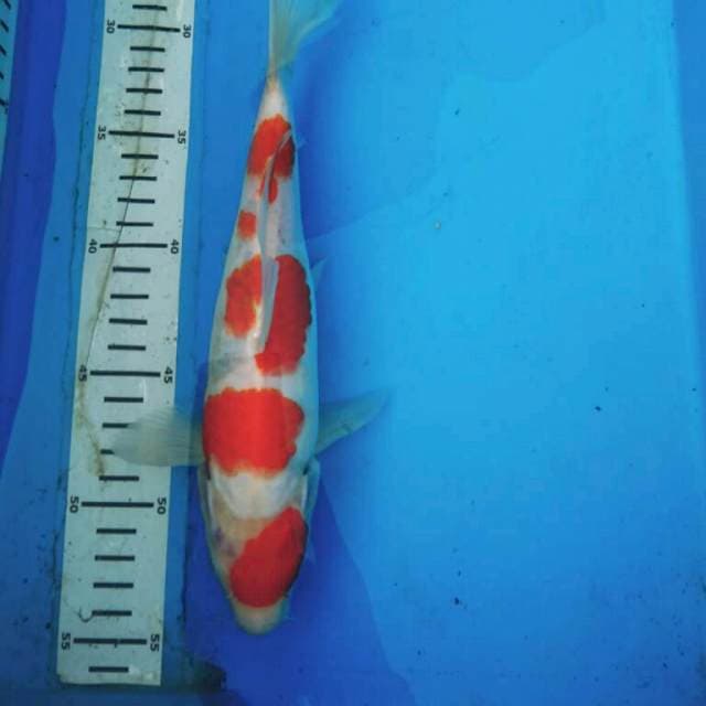 MARUTEN KOHAKU STRONG