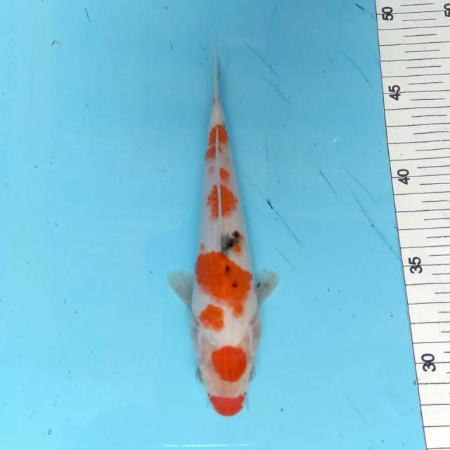 Kindai Showa 19cm