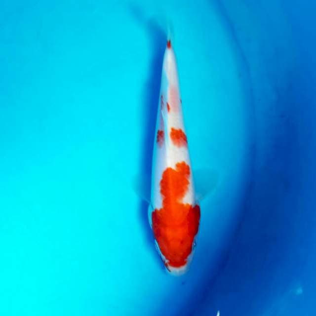 Kohaku F1 15cm