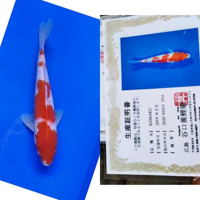 Kohaku taniguchi