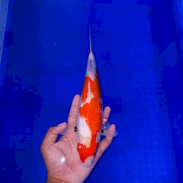 Sebut Saja Mawar 30cm