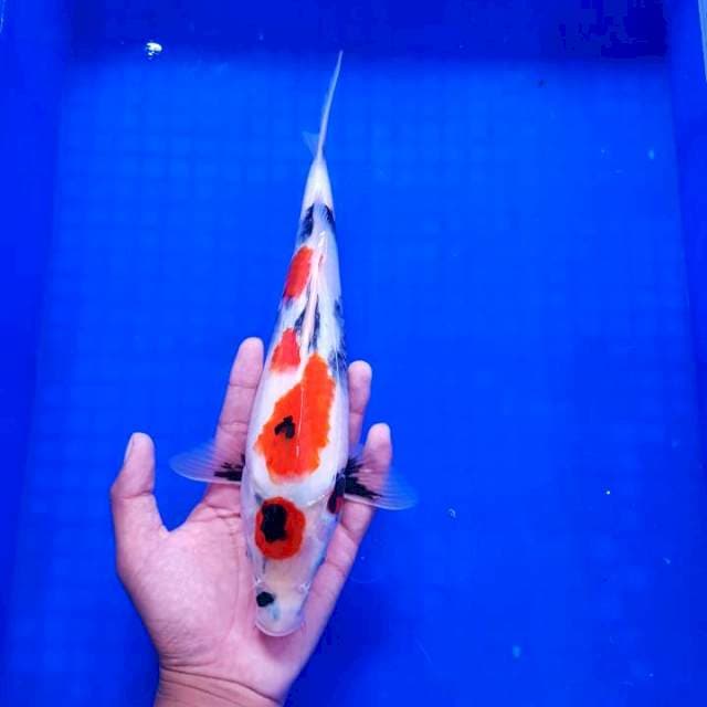 Kindai Showa Original 30cm