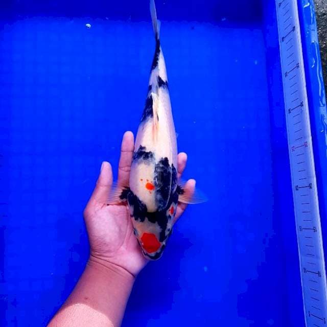 Kapal Selam 33cm