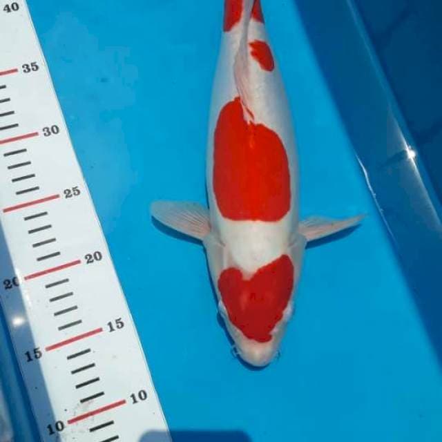 Kohaku doits 38