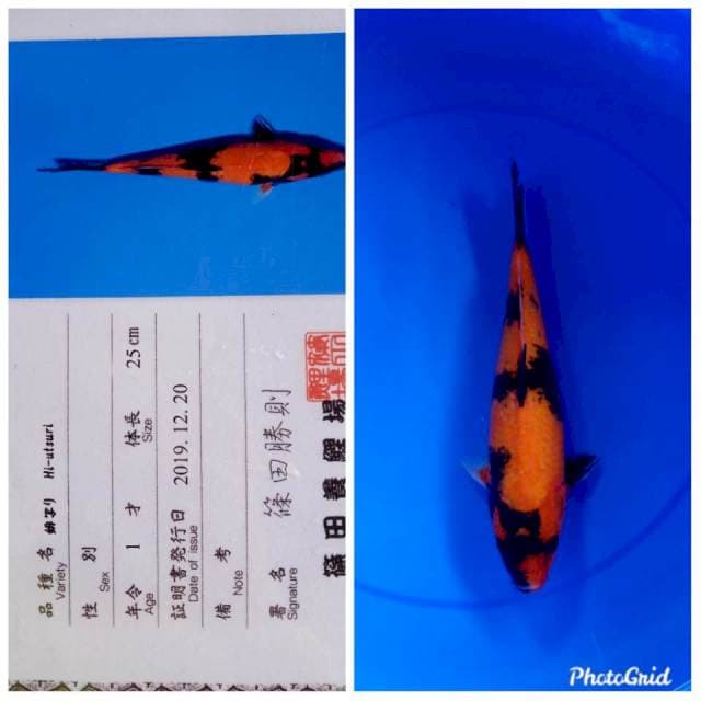 Hi utsuri import shinoda farm