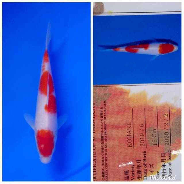 Kohaku new tosai yamamatsu