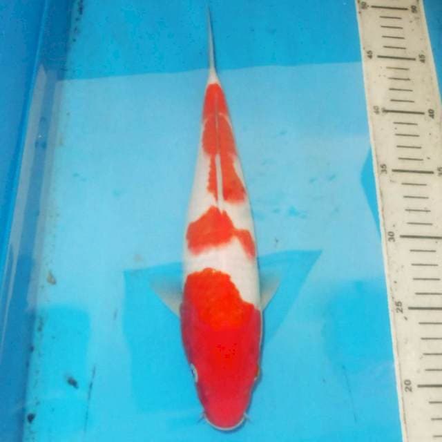 30CM KOHAKU