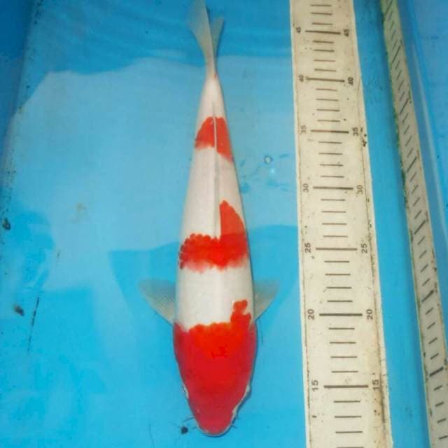33cm F1 KOHAKU