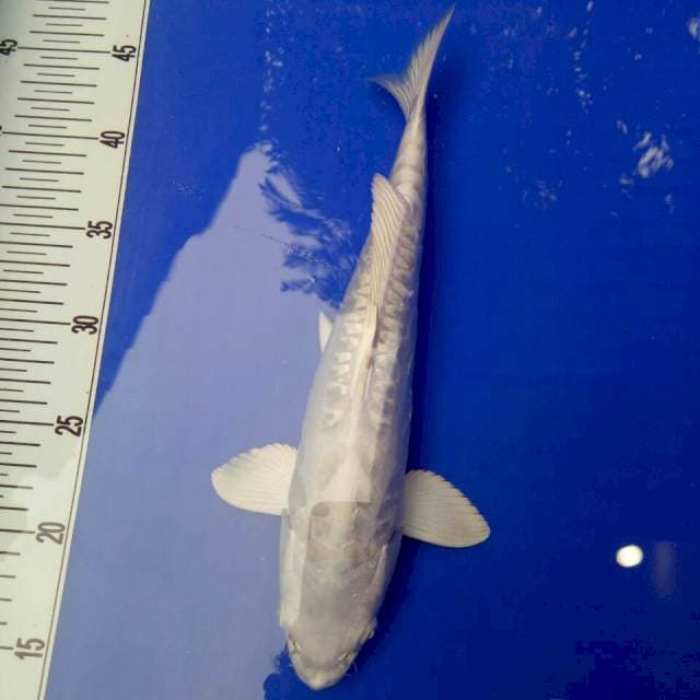 Platinum 31 cm sex male sisik gajah