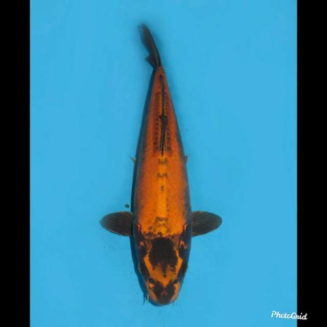 Koleksi - No Bocor , 39cm