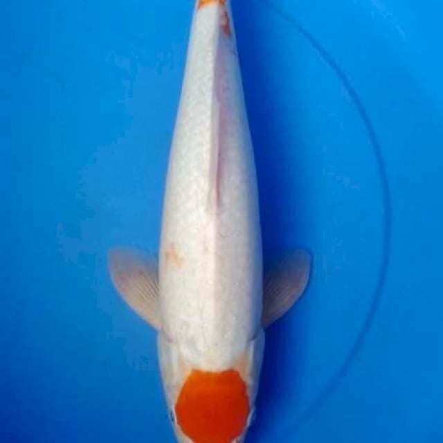 Tanco kohaku
