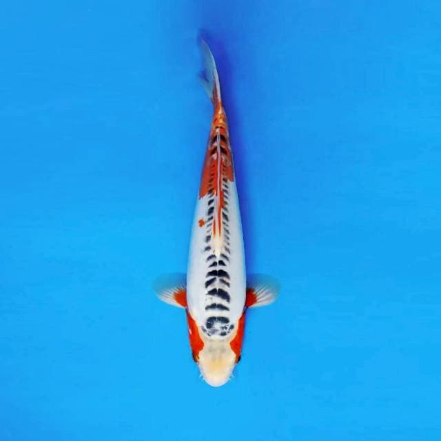 HIRYU 2 - SHUSUI ®