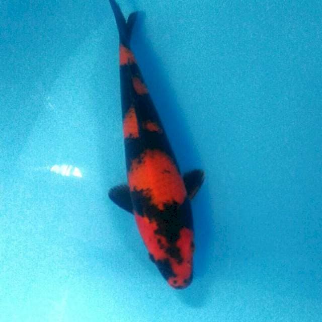 Hi Utsuri, 29 cm