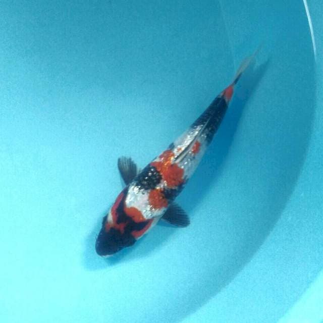Showa Ginrin HQ, 24 cm