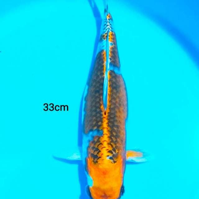 kujaku 33cm