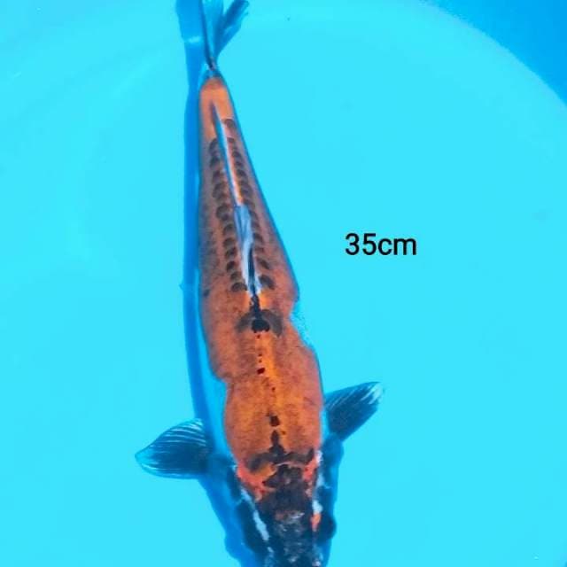 kiko 35