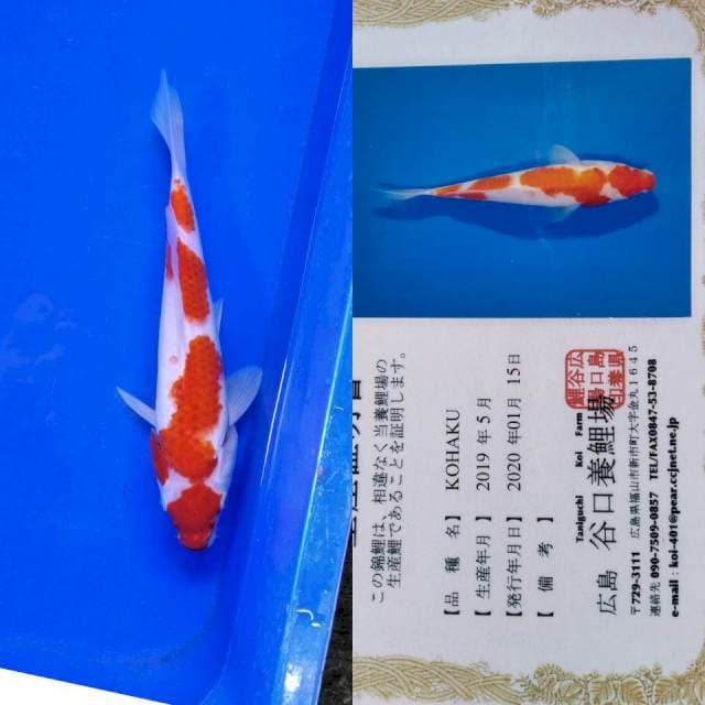 Kohaku taniguchi