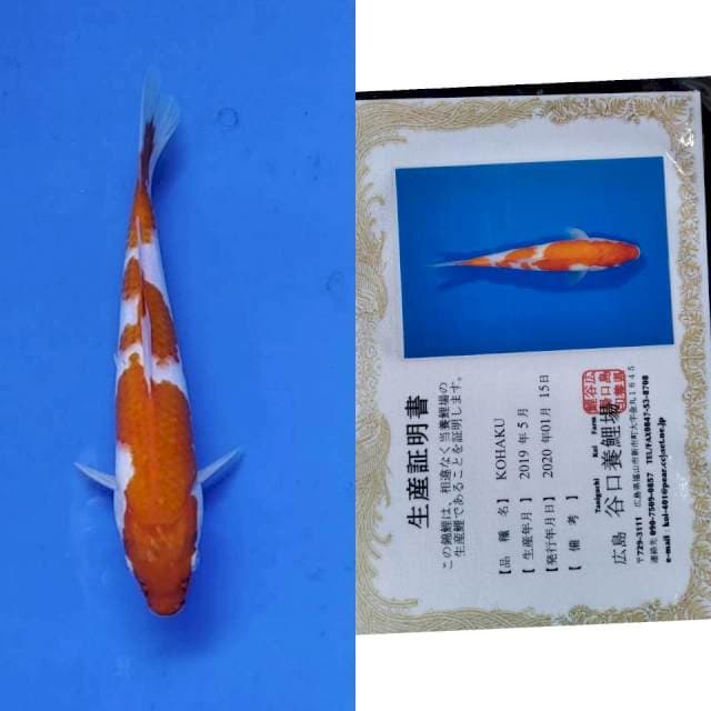 Kohaku taniguchi