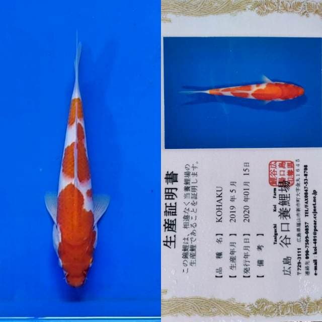 Kohaku taniguchi
